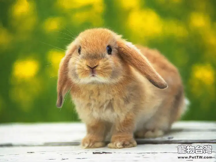 兔兔日常護理：該讓兔兔腳踩哪裡