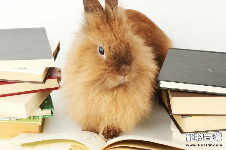 聰明兔兔能夠辨別主人嗎