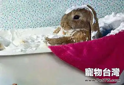 兔兔洗澡注意點 常洗容易皮膚病