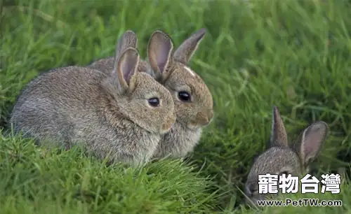 圖解各種兔子便便的隱藏信息