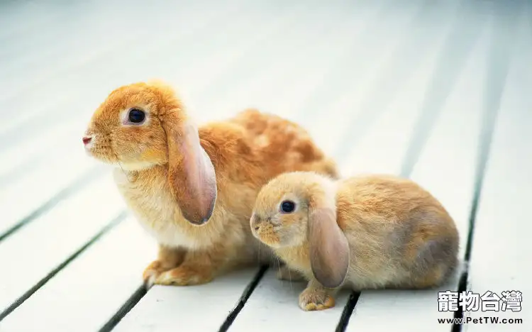 關於兔兔的孕育小知識 