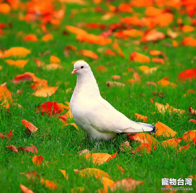 方向感靈敏的信鴿也會迷路嗎
