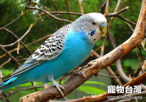 訓練鸚鵡說話的基本方法(1圖)-寵物台灣