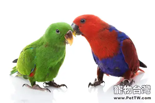 幾種鸚鵡在家受傷的原因