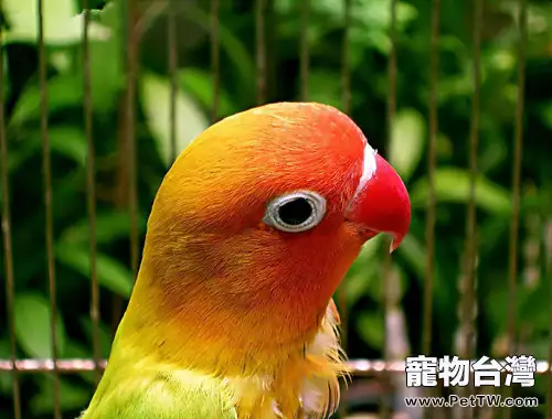 均衡營養的鸚鵡飼料