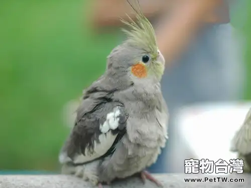解析鸚鵡常見的寄生蟲疾病(1圖)-寵物台灣