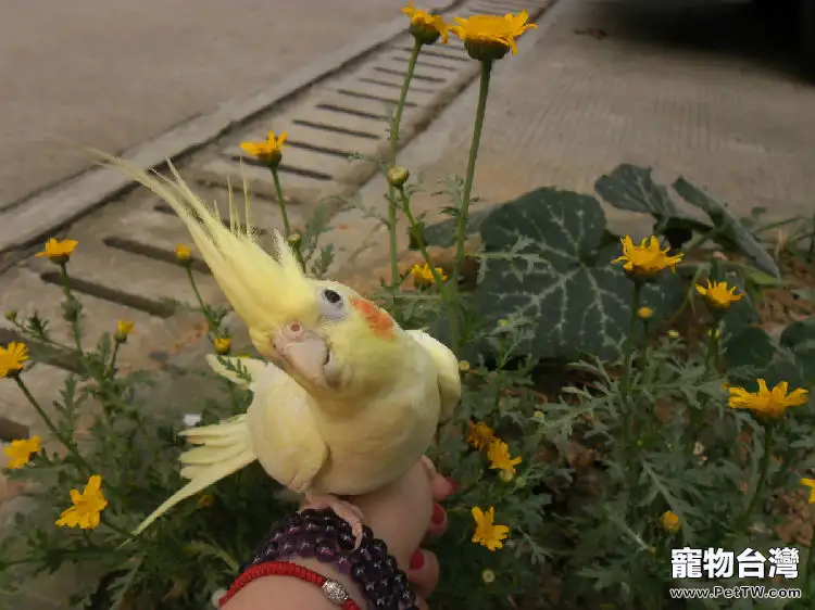 為鸚鵡剪羽的重要性(1圖)-寵物台灣