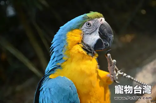 循序漸進讓鸚鵡適應剪羽