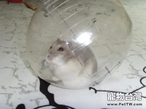 四步訓練倉鼠寶寶玩倉鼠球(1圖)-寵物台灣