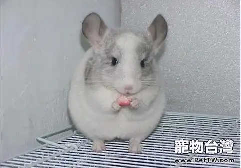如何清潔龍貓屁股上的黃毛