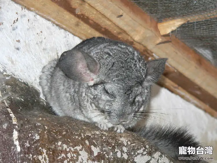 龍貓出逃尋回的辦法（1圖）-寵物台灣