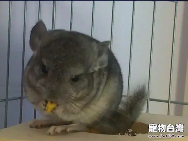長期給龍貓吃零食的壞處