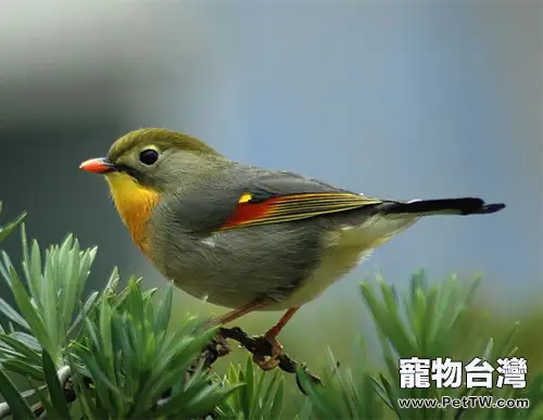 相思鳥的挑選秘籍