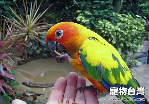 牡丹鸚鵡繁殖期的飼料建議