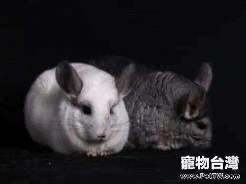 龍貓喉梗阻的症狀及治療(1圖)-寵物台灣