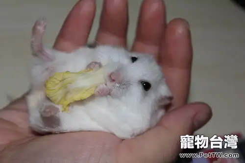 如何讓倉鼠乖乖躺在主人手裡