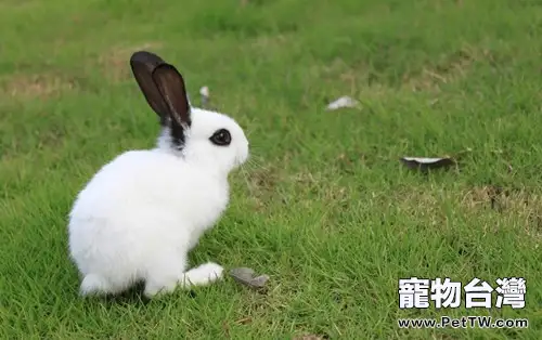 寵物兔兔怎麼養
