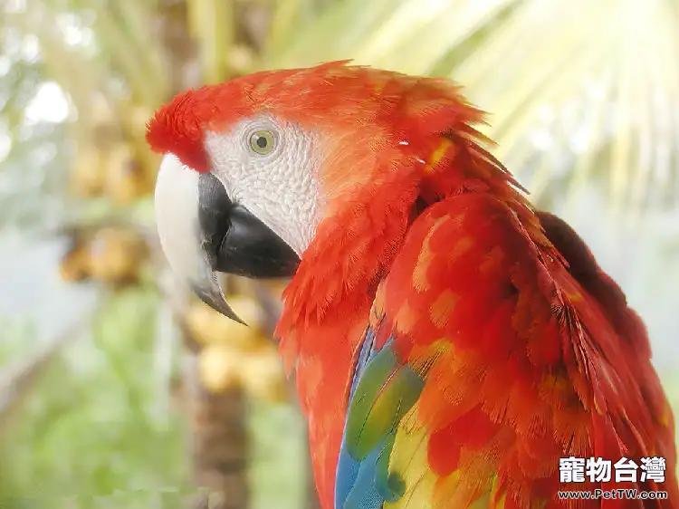 鸚鵡糧食的保存方法