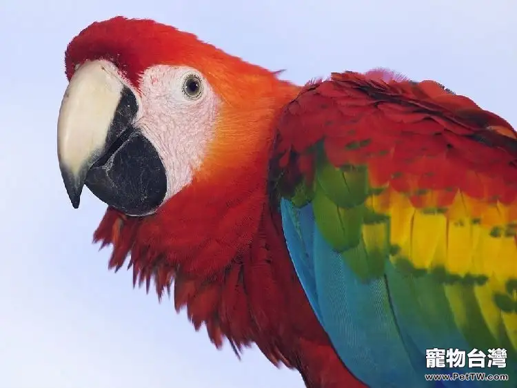 鸚鵡肥胖的原因及減肥途徑(1圖)-寵物台灣