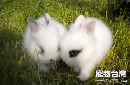 我是黑眼圈控——海棠兔(1圖)-寵物台灣