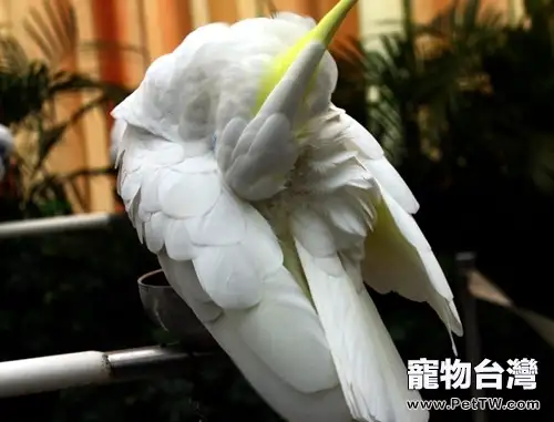幫助鸚鵡減肥的注意事項