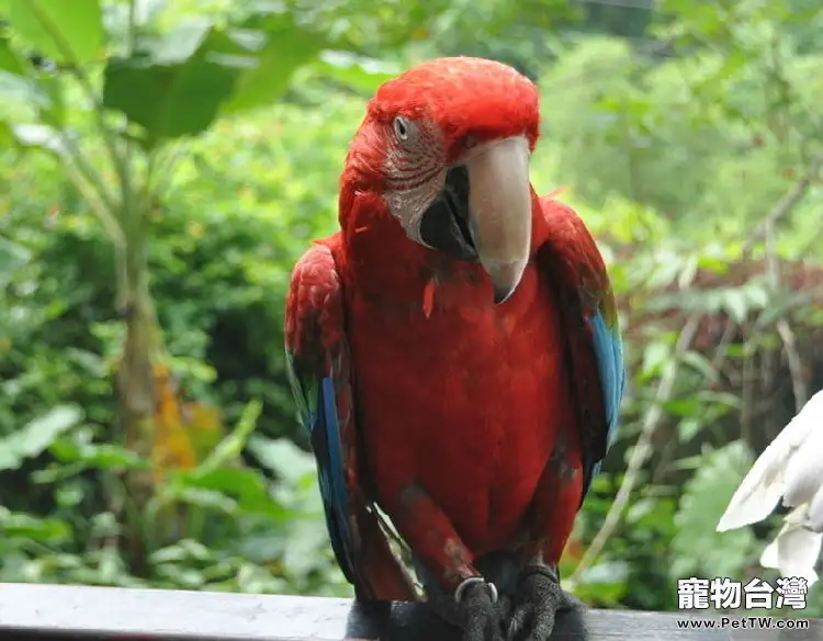 鸚鵡出籠後的管理要點