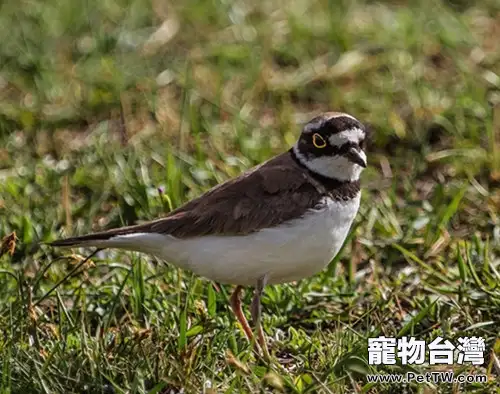 畫眉鳥挑選時也需注意外表