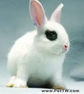 侏儒海棠兔的基本特徵