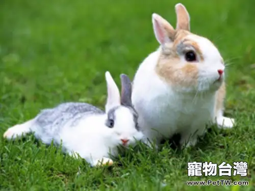 如何治療兔兔產後無乳