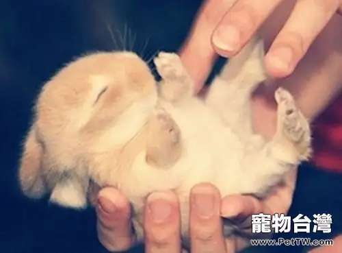 兔兔為什麼老是睡覺？