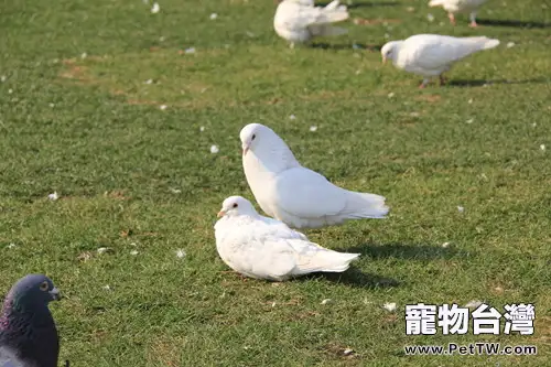 信鴿誤食農藥後的治療