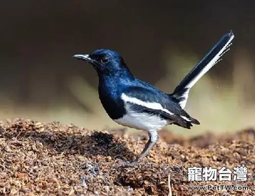 觀賞鳥口炎的防治(1圖)-寵物台灣