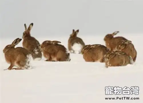 秋季兔兔配種要注意