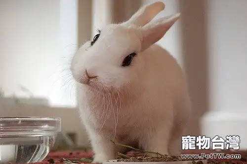 幼兔選購要點