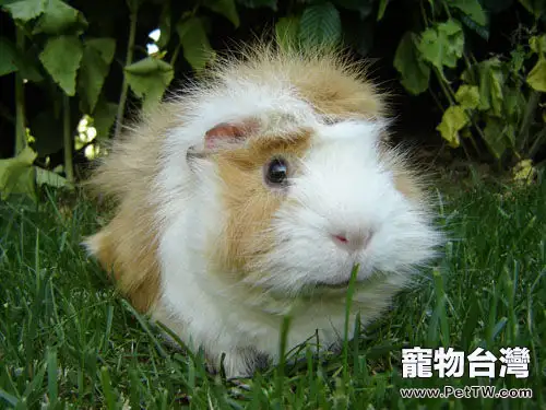 荷蘭豬結紮後的護理要點(1圖)-寵物台灣