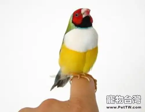 觀賞鳥胰腺炎的症狀及治療(1圖)-寵物台灣