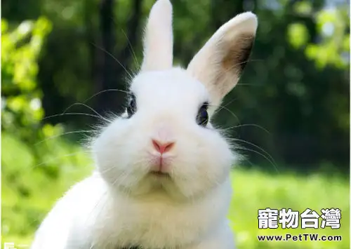 科學飼養荷蘭兔從瞭解習性開始