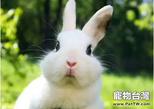 科學飼養荷蘭兔從瞭解習性開始(1圖)-寵物台灣