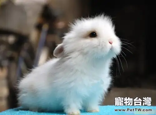 如何選購獅子兔?(1圖)-寵物台灣