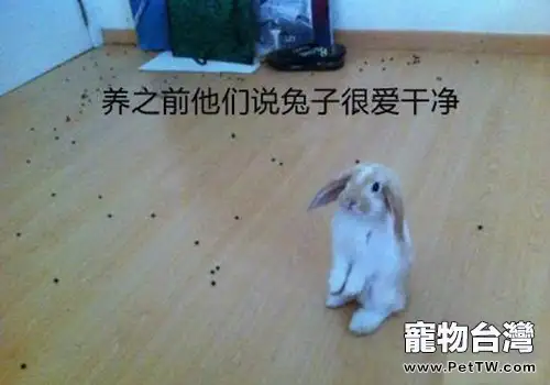 兔兔怎樣才不臭？