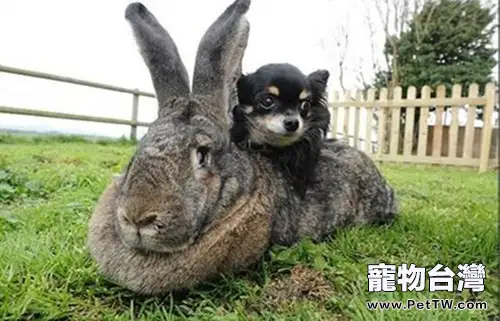 世界第一大兔子