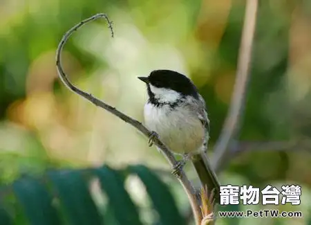 鳥類會腦震盪的幾種情況(1圖)-寵物台灣