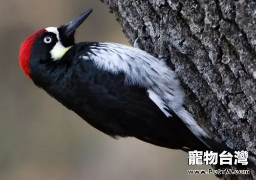 為什麼啄木鳥不會腦震盪