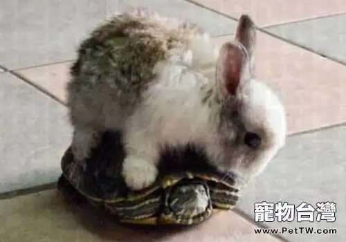 兔子真的跑不過烏龜嗎？