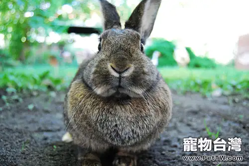 兔子不可以吃的蔬菜