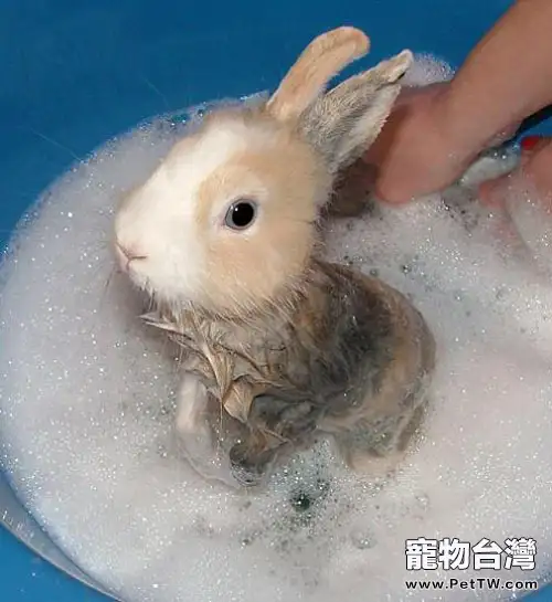 給寵物兔洗澡的誤區