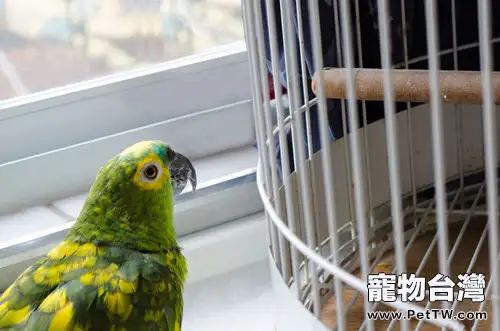 鸚鵡患病的狀態分析(1圖)-寵物台灣