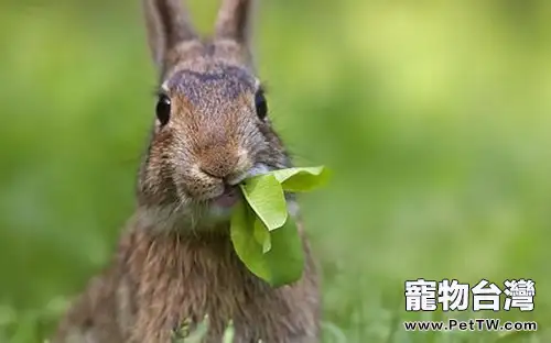 哪些青草野菜不能喂兔子？
