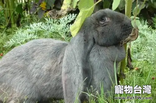 巨型花明兔簡介