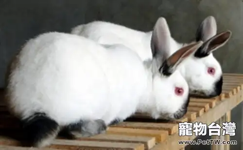 大型兔兔種類匯總